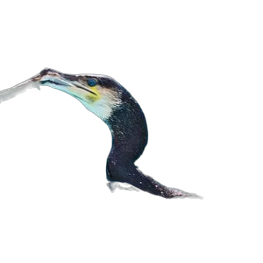 animal, staff, dragon, creature transparent PNG cut-out