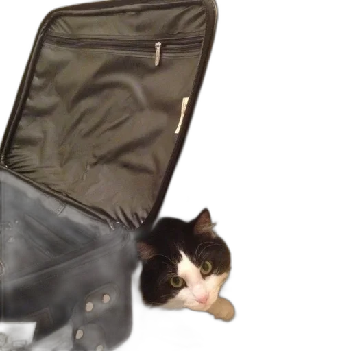 jacket, staff, animal, furniture transparent PNG cut-out