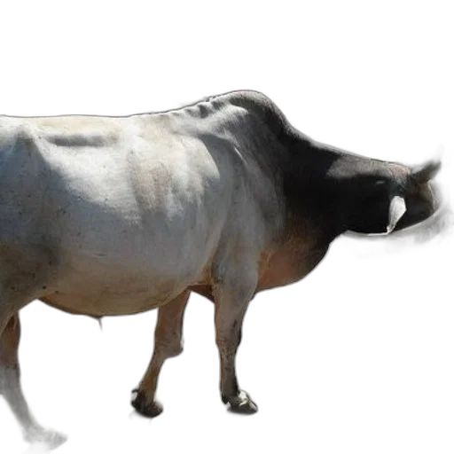 animal, creature, food, mask transparent PNG cut-out