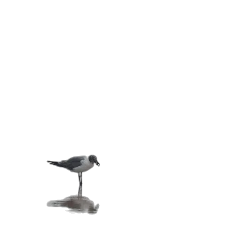 animal, robot, furniture, umbrella transparent PNG cut-out