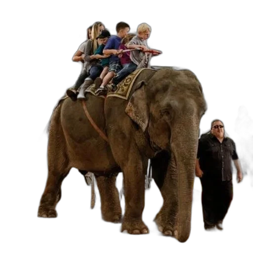 animal, concept art, group, children transparent PNG cut-out