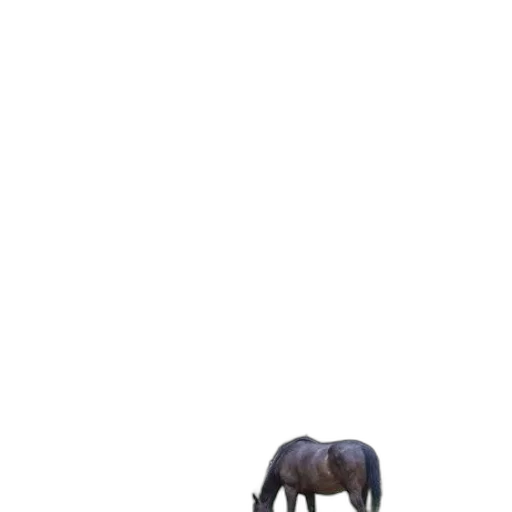 animal, creature, furniture, hat transparent PNG cut-out