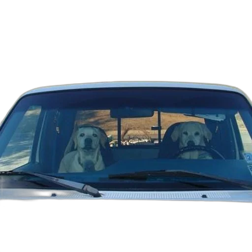 car, two, dogs, sit transparent PNG cut-out