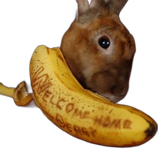 animal, food, creature, staff transparent PNG cut-out