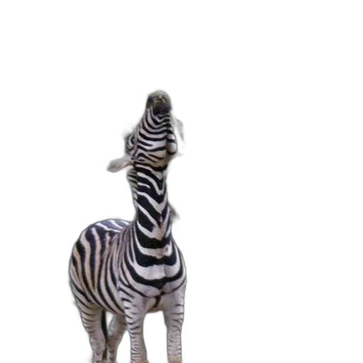 animal, creature, staff, hat transparent PNG cut-out