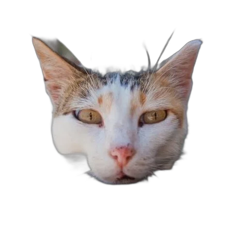 animal, creature, face, mask transparent PNG cut-out
