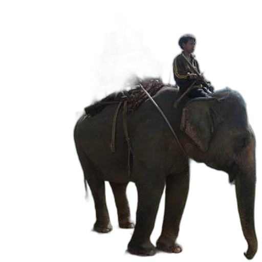 animal, creature, concept art, photorealistic transparent PNG cut-out
