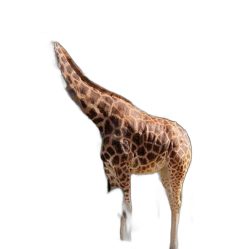 animal, creature, staff, weapon transparent PNG cut-out