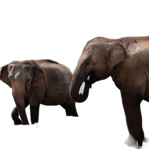 animal, 3d render, photorealistic, concept art transparent PNG cut-out