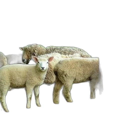 animal, 3d render, photorealistic, group transparent PNG cut-out