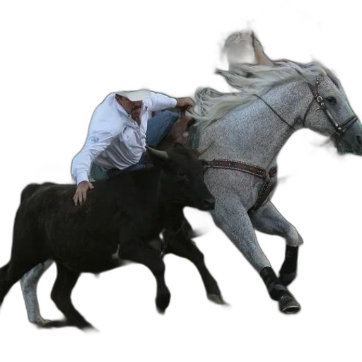 animal, staff, creature, hat transparent PNG cut-out