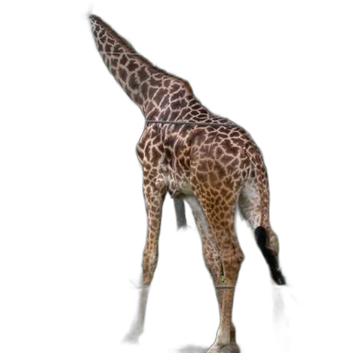 animal, creature, staff, weapon transparent PNG cut-out