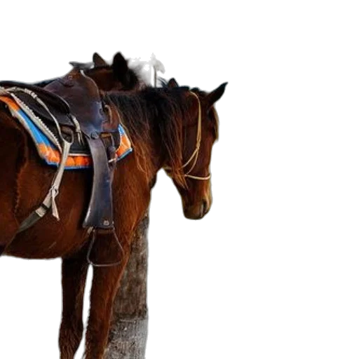 animal, staff, jewelry, hat transparent PNG cut-out