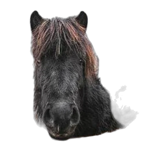 animal, hair, staff, crown transparent PNG cut-out