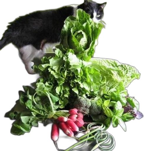 food, animal, crown, staff transparent PNG cut-out