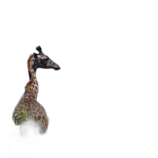 animal, creature, hat, hair transparent PNG cut-out
