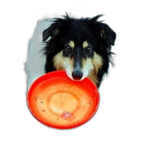 food, animal, creature, hat transparent PNG cut-out