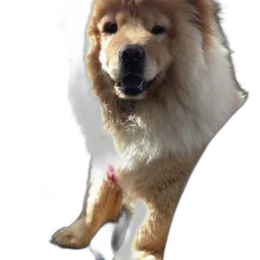 animal, staff, creature, face transparent PNG cut-out