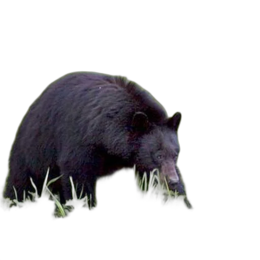 animal, creature, staff, food transparent PNG cut-out
