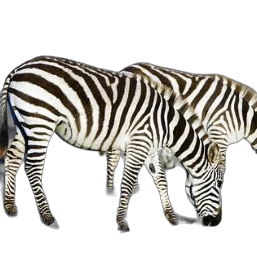 animal, creature, jewelry, furniture transparent PNG cut-out