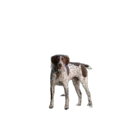 animal, creature, staff, robot transparent PNG cut-out