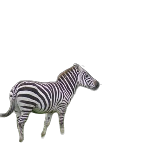 animal, furniture, creature, jewelry transparent PNG cut-out