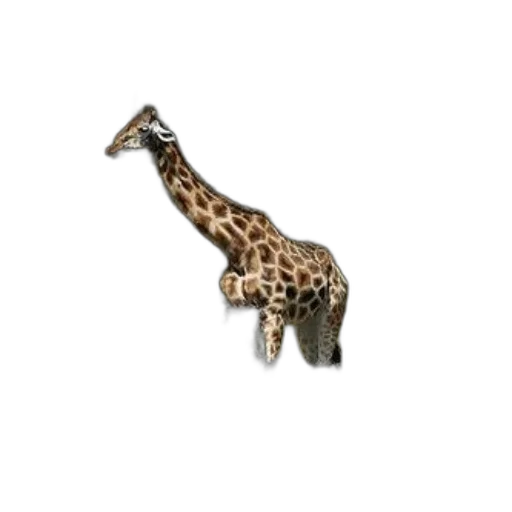 animal, creature, jewelry, staff transparent PNG cut-out