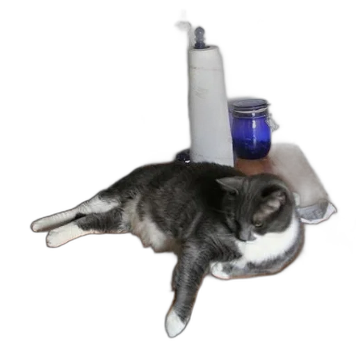 bottle, animal, staff, robot transparent PNG cut-out