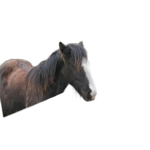 animal, hat, hair, creature transparent PNG cut-out