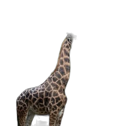 animal, creature, shoes, hat transparent PNG cut-out