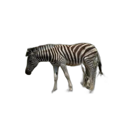 animal, creature, furniture, robot transparent PNG cut-out