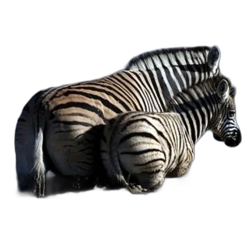 animal, furniture, jewelry, creature transparent PNG cut-out