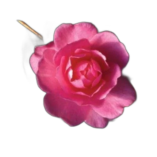flower, jewelry, crown, staff transparent PNG cut-out