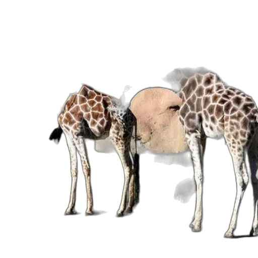 animal, creature, umbrella, food transparent PNG cut-out