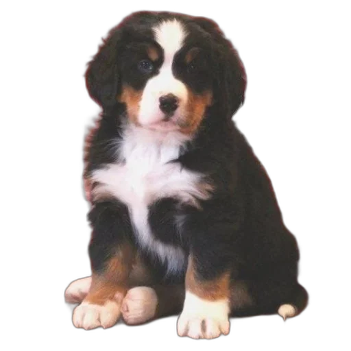 animal, creature, staff, face transparent PNG cut-out