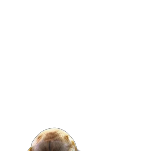 face, mask, animal, creature transparent PNG cut-out