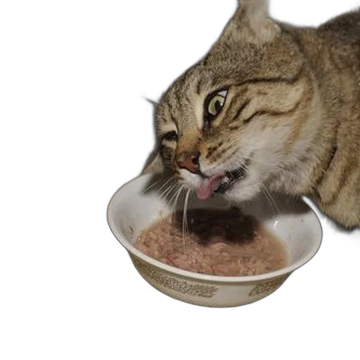 food, animal, creature, hat transparent PNG cut-out