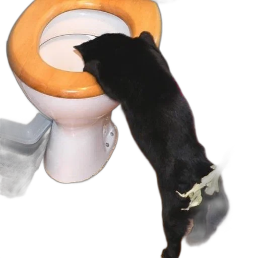 food, jewelry, staff, hat transparent PNG cut-out