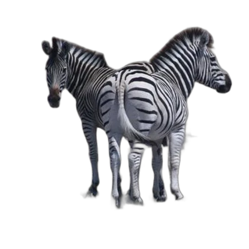 animal, creature, furniture, jewelry transparent PNG cut-out