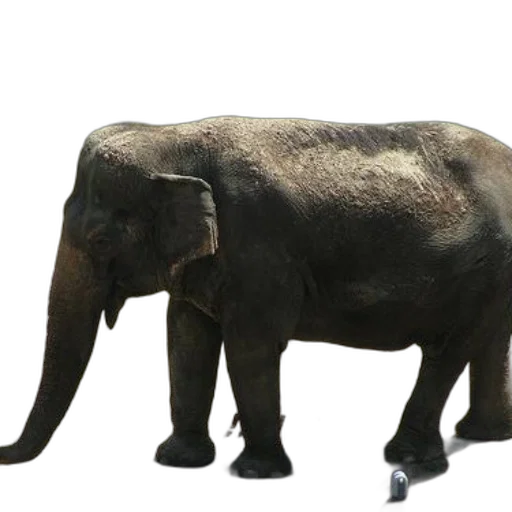 animal, creature, staff, weapon transparent PNG cut-out