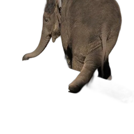 animal, creature, staff, hat transparent PNG cut-out