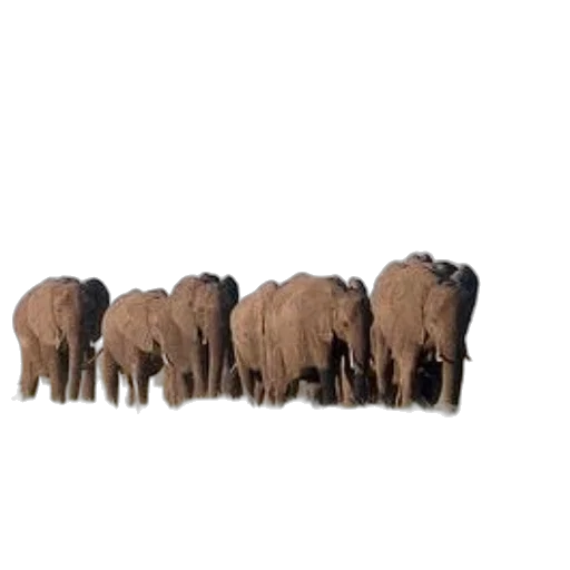 animal, staff, furniture, weapon transparent PNG cut-out