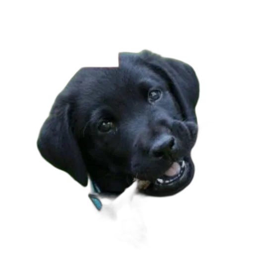 staff, animal, creature, face transparent PNG cut-out