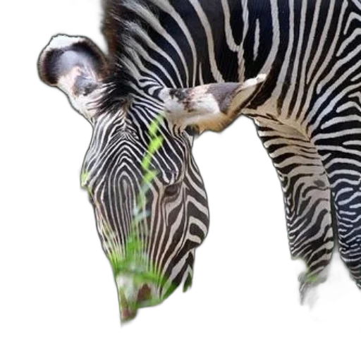 animal, creature, hat, staff transparent PNG cut-out