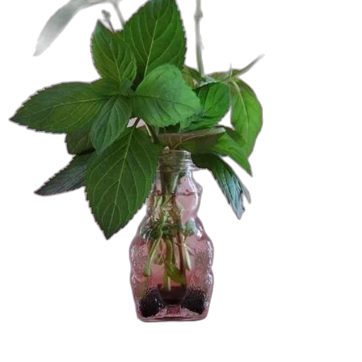 bottle, staff, flower, crown transparent PNG cut-out