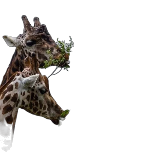 animal, creature, crown, umbrella transparent PNG cut-out
