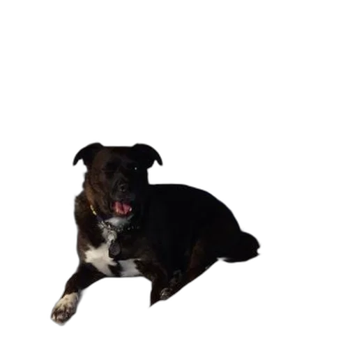 animal, creature, staff, face transparent PNG cut-out