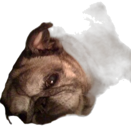 animal, creature, face, dragon transparent PNG cut-out