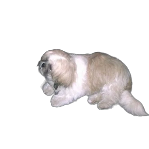 animal, creature, hair, staff transparent PNG cut-out