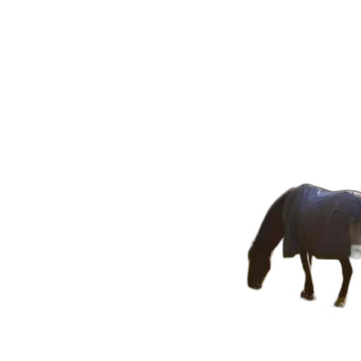 animal, creature, hair, hat transparent PNG cut-out